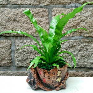 鸟巢蕨