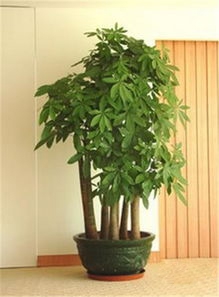 五枝发财树